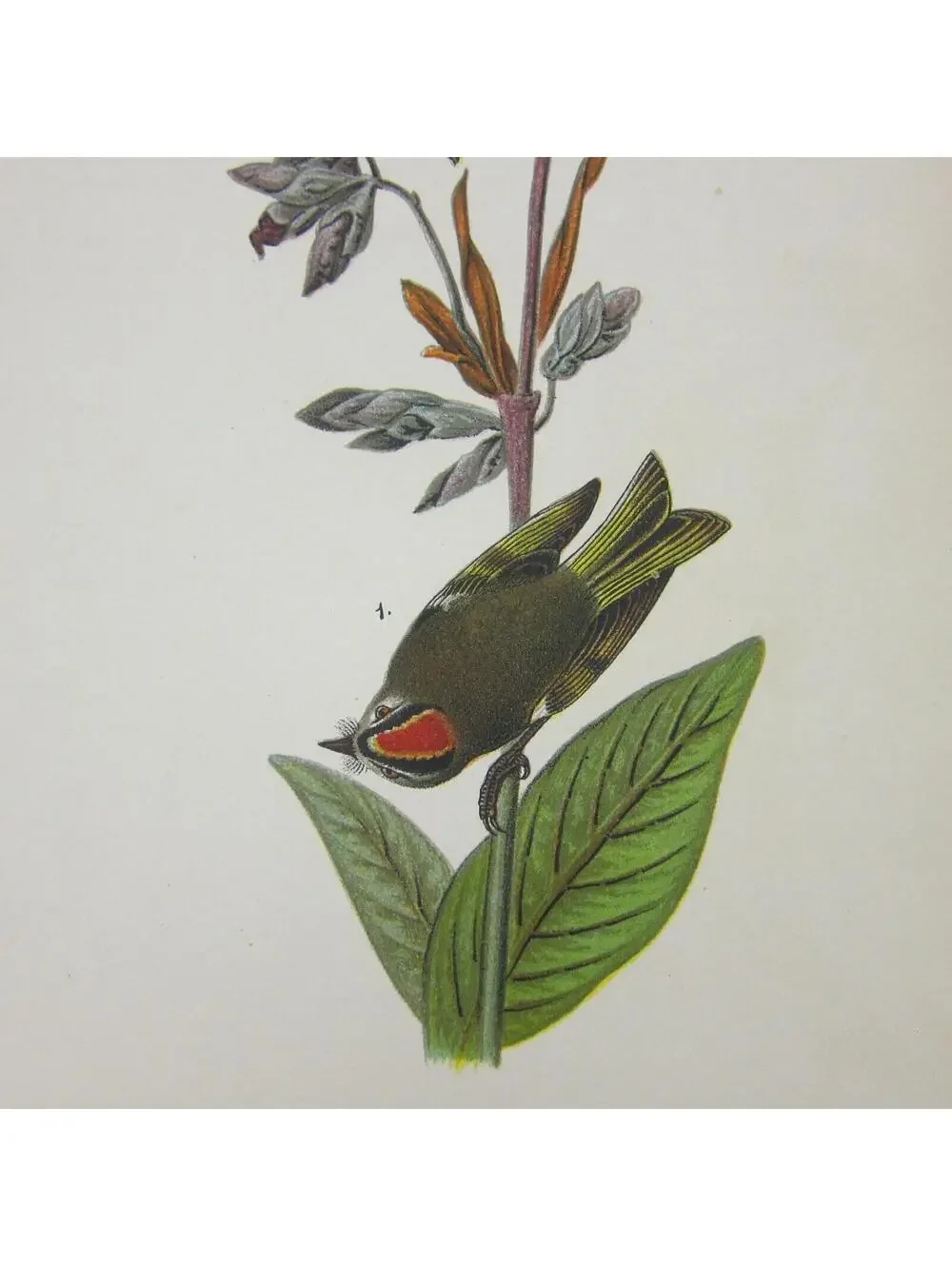 Bird Litho Print Golden-crested Kinglet After John James Audubon Antique 1890